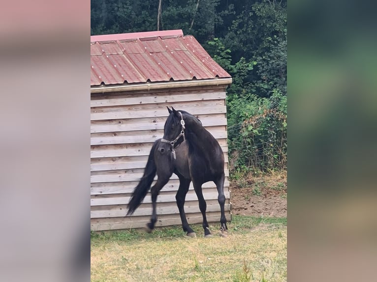 Berber Ruin 7 Jaar 155 cm Zwart in Verlin