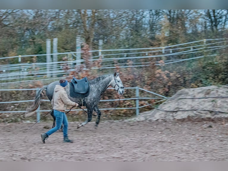 Berber Ruin 7 Jaar 160 cm Zwartschimmel in Altendorf