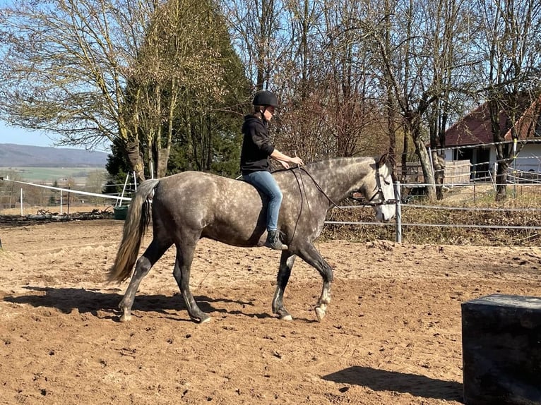 Berber Ruin 7 Jaar 165 cm Zwartschimmel in Altendorf
