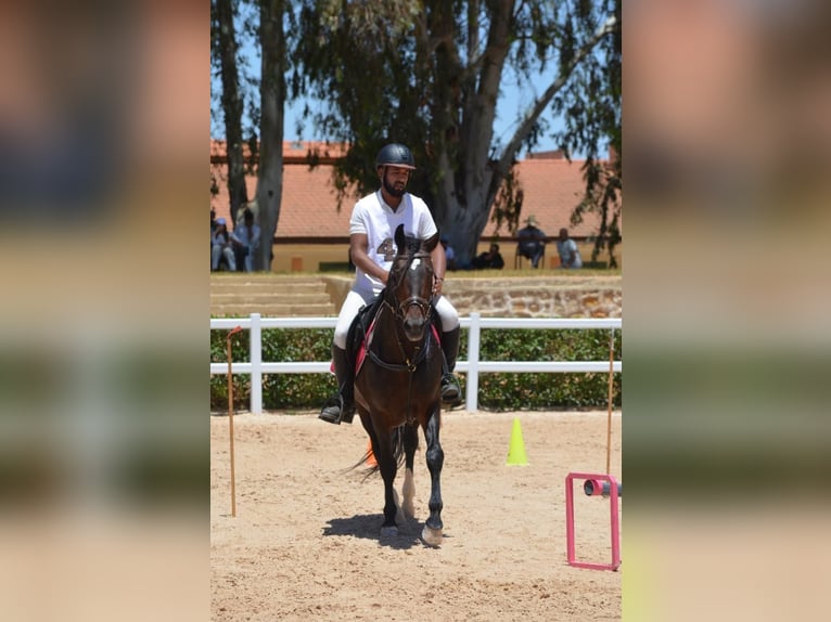 Berber Stallion 11 years 14.1 hh Brown in Rabat