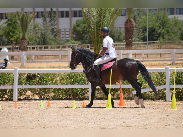 Berber Stallion 11 years 14,1 hh Brown in Rabat