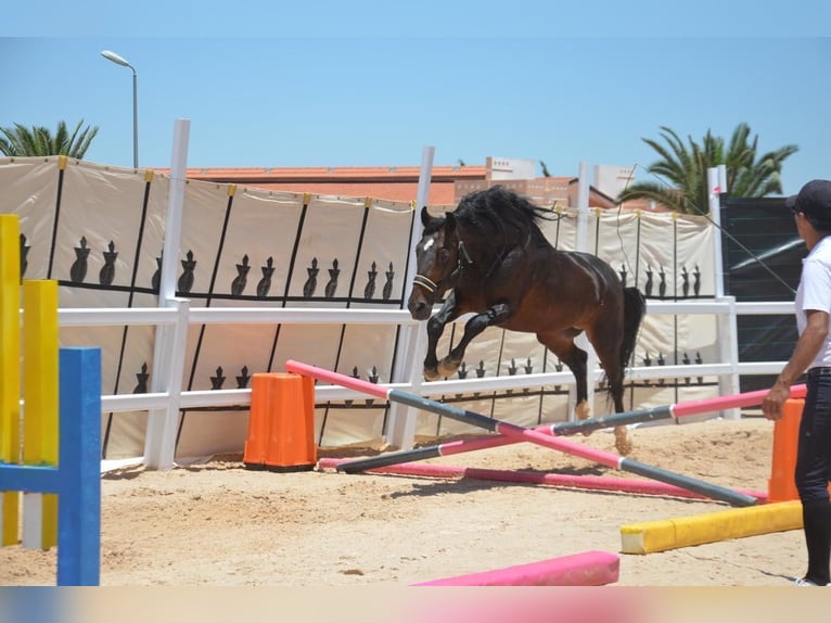 Berber Stallion 11 years 14,1 hh Brown in Rabat