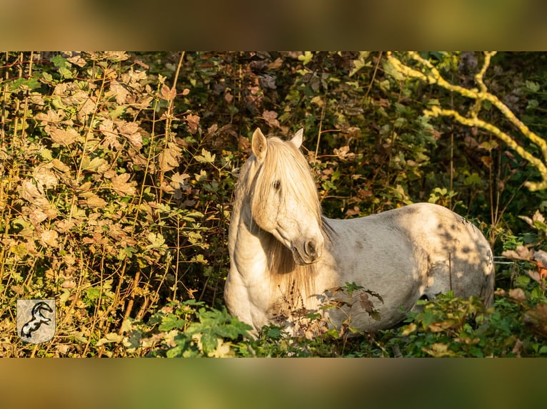 Berber Stallion 19 years 14,3 hh Gray-Dapple in Limbourg