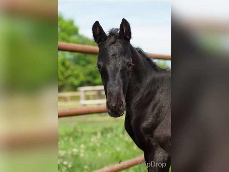 Berber Stallion 1 year 11,1 hh Black in Hückeswagen