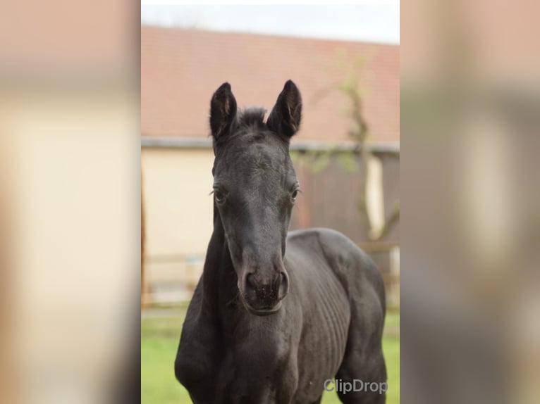 Berber Stallion 1 year 11,1 hh Black in Hückeswagen