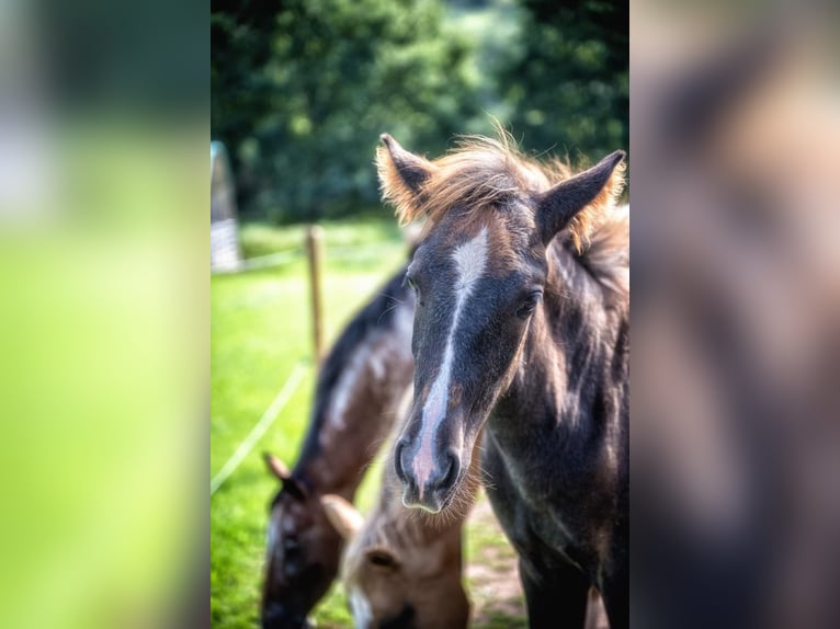 Berber Stallion 1 year 14,3 hh in Rivenich