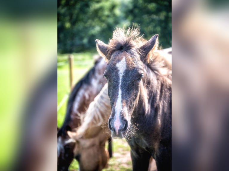 Berber Stallion 1 year 14,3 hh in Rivenich