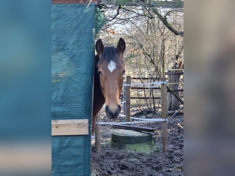Berber Stallion 1 year 15.1 hh Brown in Zülpich-Schwerfen