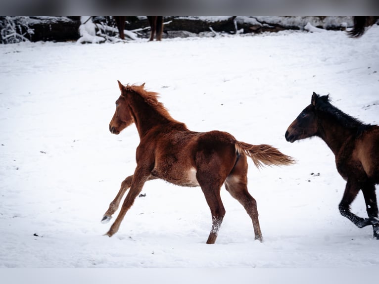 Berber Stallion 1 year 15,1 hh Chestnut-Red in Goé