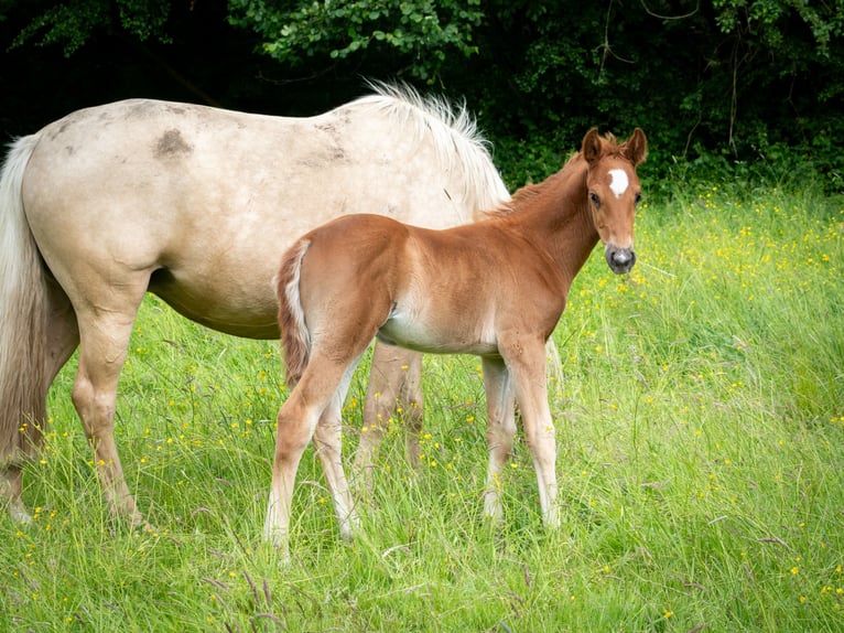 Berber Stallion 1 year 15,1 hh Chestnut-Red in Goé