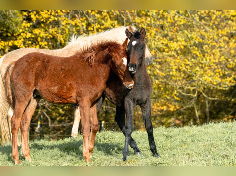 Berber Stallion 1 year 15,1 hh Chestnut-Red in Goé