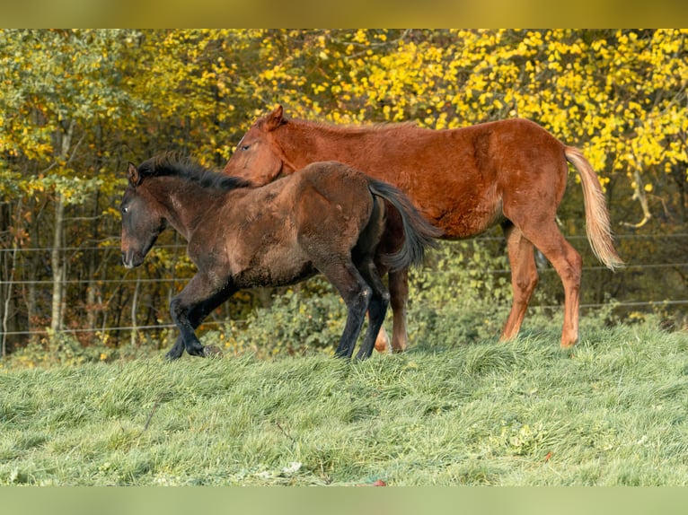 Berber Stallion 1 year 15,1 hh Chestnut-Red in Goé
