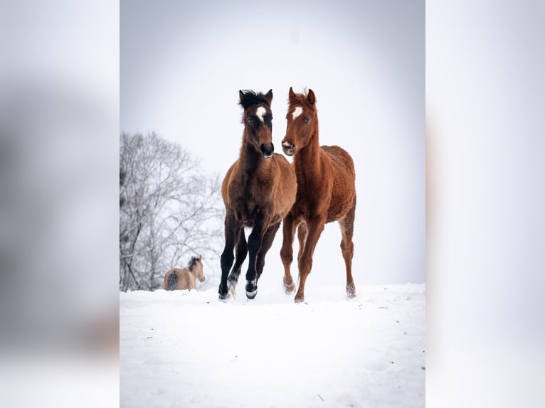 Berber Stallion 1 year 15,1 hh Chestnut-Red in Goé