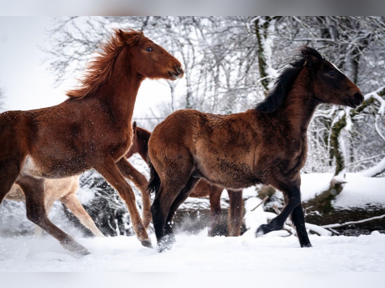 Berber Stallion 1 year 15,1 hh Chestnut-Red in Goé