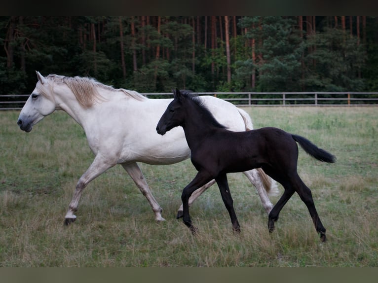 Berber Stallion 1 year 15,1 hh Gray-Dark-Tan in Walsrode