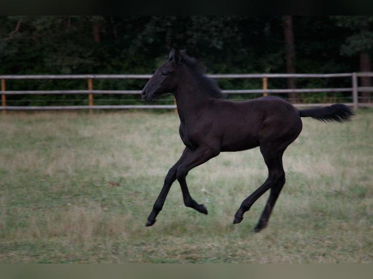 Berber Stallion 1 year 15,1 hh Gray-Dark-Tan in Walsrode
