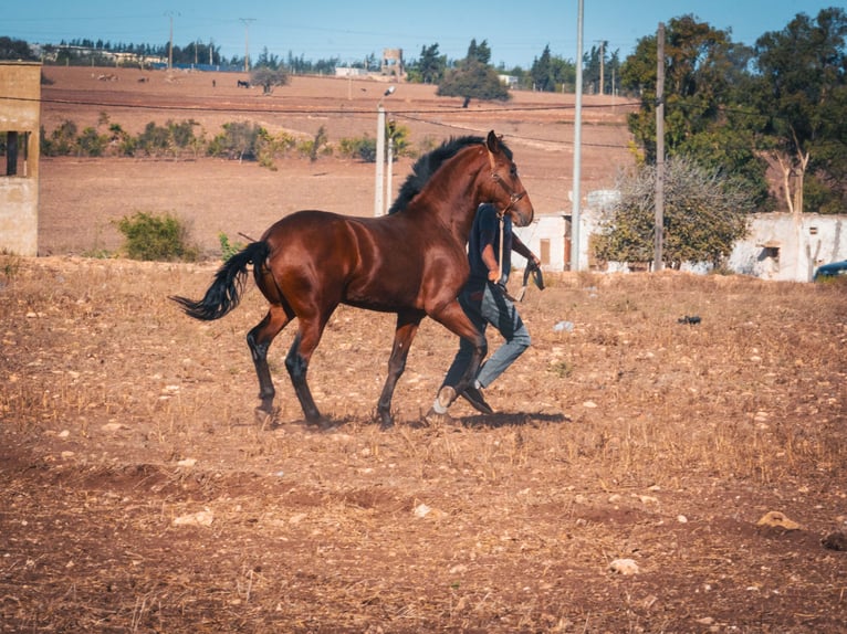 Berber Stallion 1 year 15,2 hh Brown-Light in casabalanca