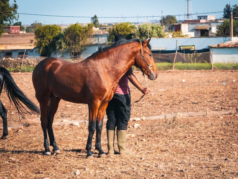 Berber Stallion 1 year 15,2 hh Brown-Light in casabalanca