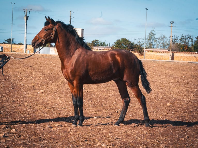 Berber Stallion 1 year 15,2 hh Brown-Light in casabalanca