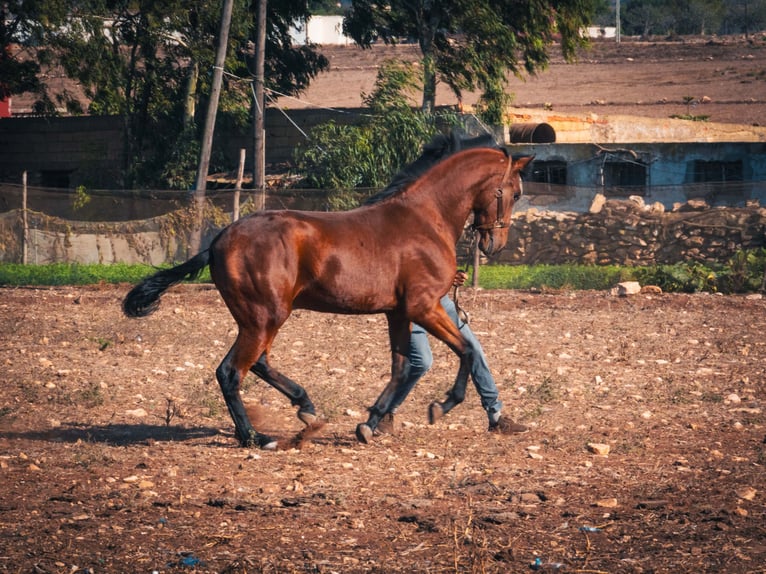 Berber Stallion 1 year 15,2 hh Brown-Light in casabalanca