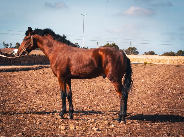 Berber Stallion 1 year 15,2 hh Brown-Light in casabalanca