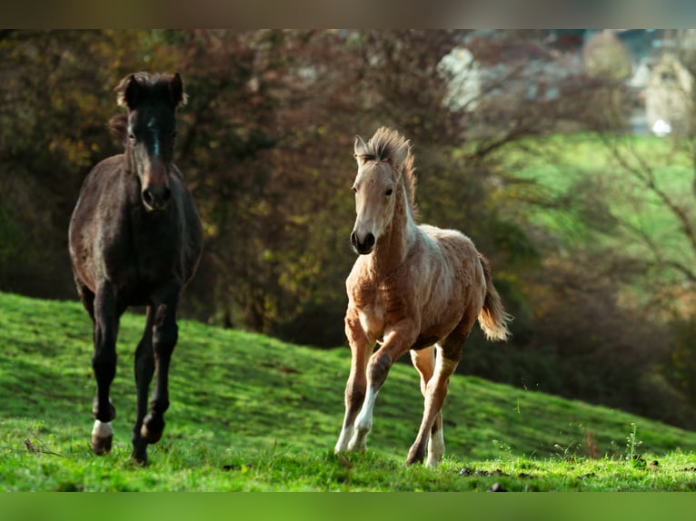 Berber Stallion 1 year 15.2 hh Buckskin in LangerweheLangerwehe