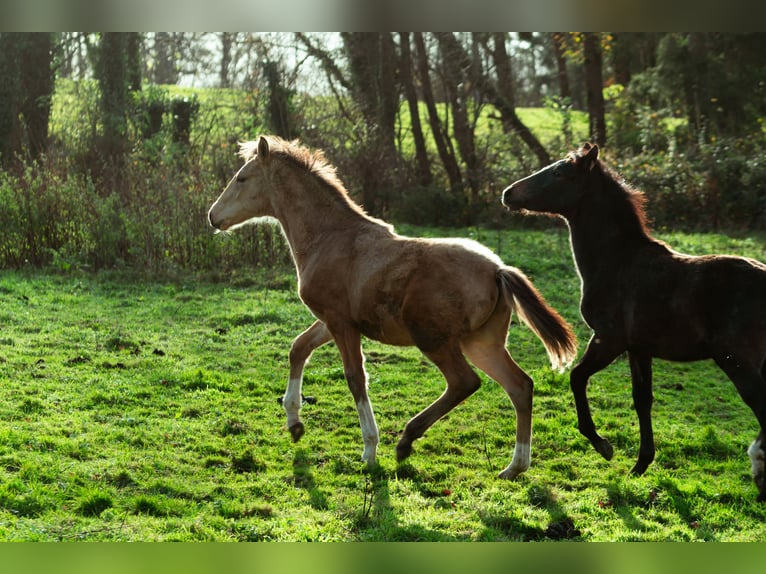 Berber Stallion 1 year 15.2 hh Buckskin in LangerweheLangerwehe