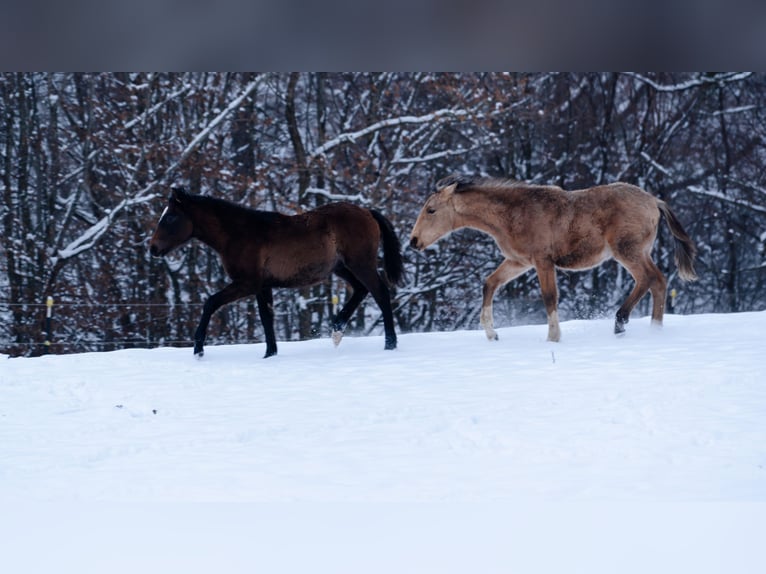 Berber Stallion 1 year 15.2 hh Buckskin in LangerweheLangerwehe