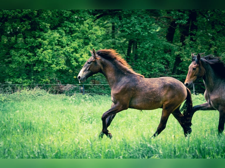 Berber Stallion 1 year 15 hh Can be white in Langerwehe