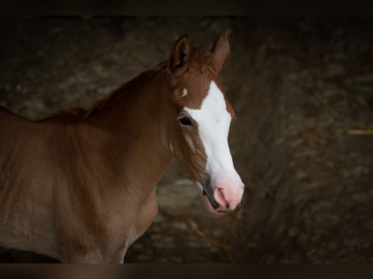 Berber Stallion 1 year 15 hh Can be white in Langerwehe
