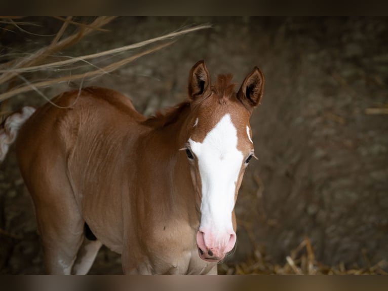 Berber Stallion 1 year 15 hh Can be white in Langerwehe