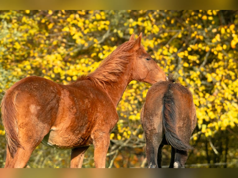Berber Stallion 1 year 15,1 hh Chestnut-Red in Goé