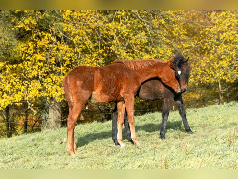 Berber Stallion 1 year 15,1 hh Chestnut-Red in Goé
