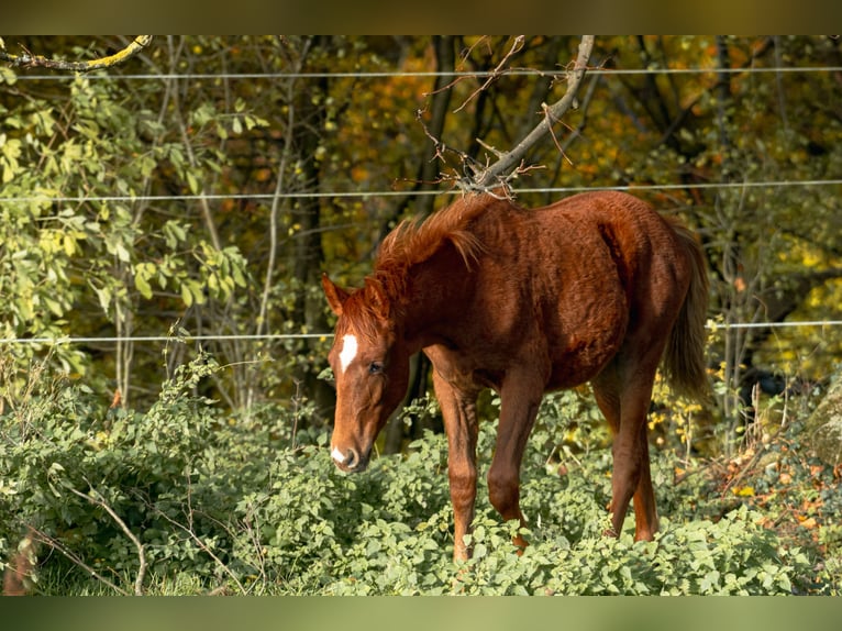 Berber Stallion 1 year 15,1 hh Chestnut-Red in Goé