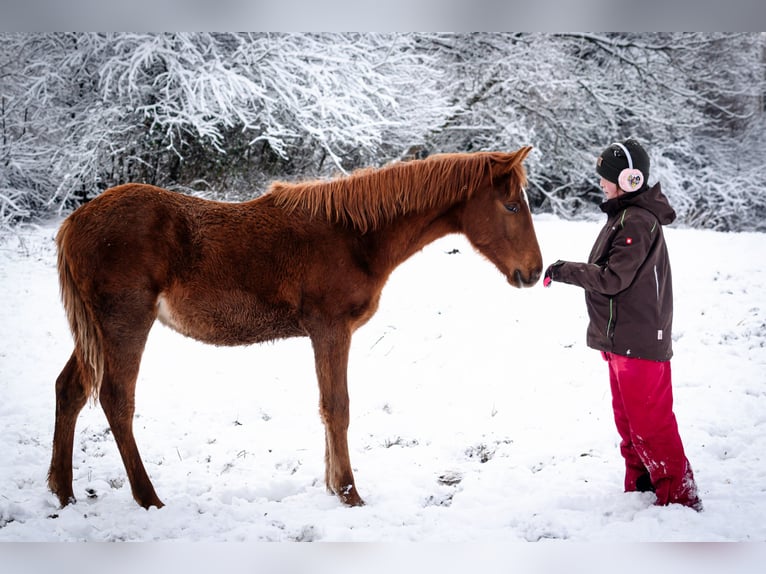 Berber Stallion 1 year 15,1 hh Chestnut-Red in Goé