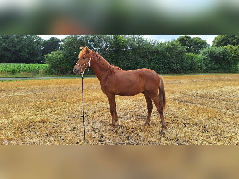 Berber Stallion 1 year 15,2 hh Chestnut-Red in Rosendahl
