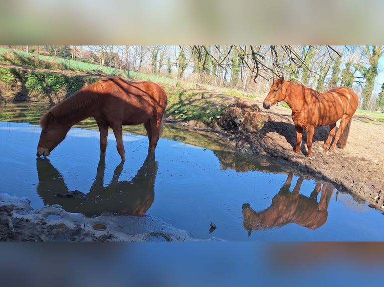 Berber Stallion 1 year 15,2 hh Chestnut-Red in Rosendahl