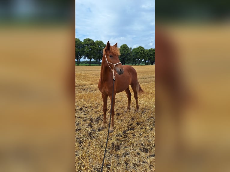 Berber Stallion 1 year 15,2 hh Chestnut-Red in Rosendahl