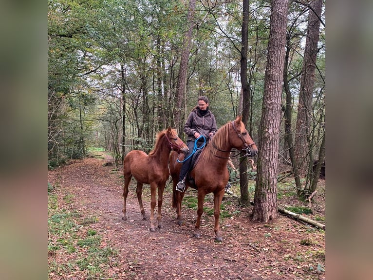 Berber Stallion 1 year 15,2 hh Chestnut-Red in Rosendahl