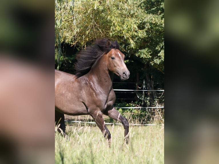 Berber Stallion 1 year Grey in Witten