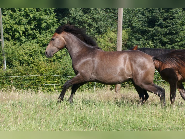 Berber Stallion 1 year Grey in Witten