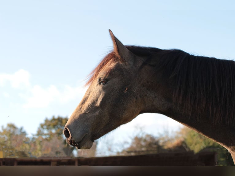 Berber Stallion 2 years 14,3 hh Dun in Savigny le Sec