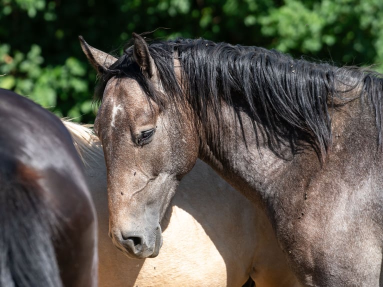 Berber Stallion 2 years 14,3 hh Gray-Fleabitten in Go&#xE9;