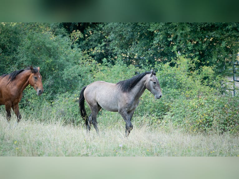 Berber Stallion 2 years 14,3 hh Gray-Fleabitten in Go&#xE9;