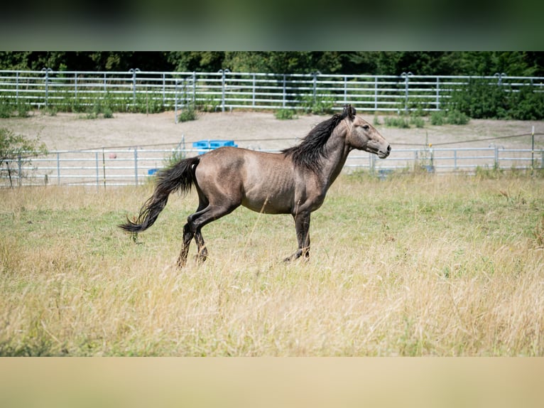 Berber Stallion 2 years 14,3 hh Gray-Fleabitten in Go&#xE9;