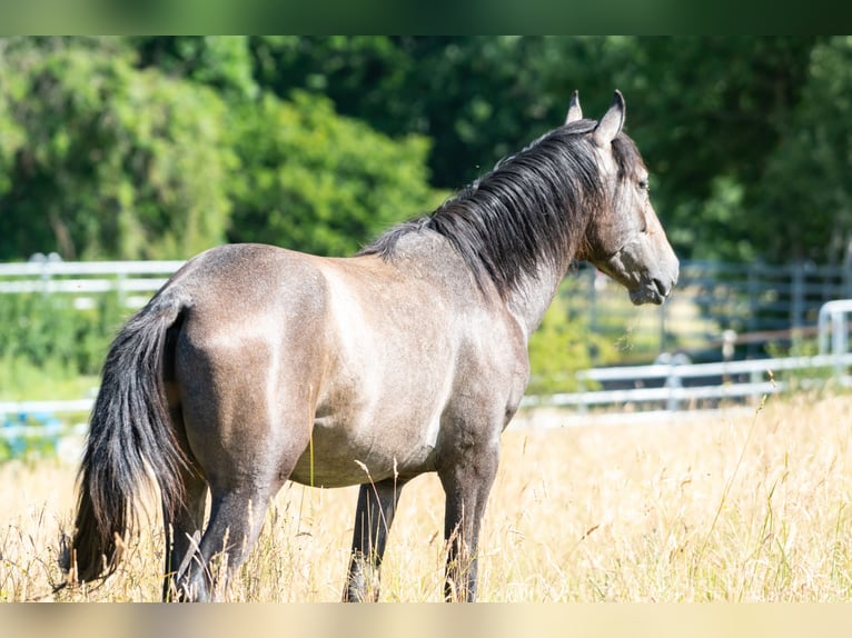 Berber Stallion 2 years 14,3 hh Gray-Fleabitten in Go&#xE9;