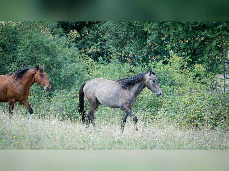 Berber Stallion 2 years 14,3 hh Gray-Fleabitten in Go&#xE9;