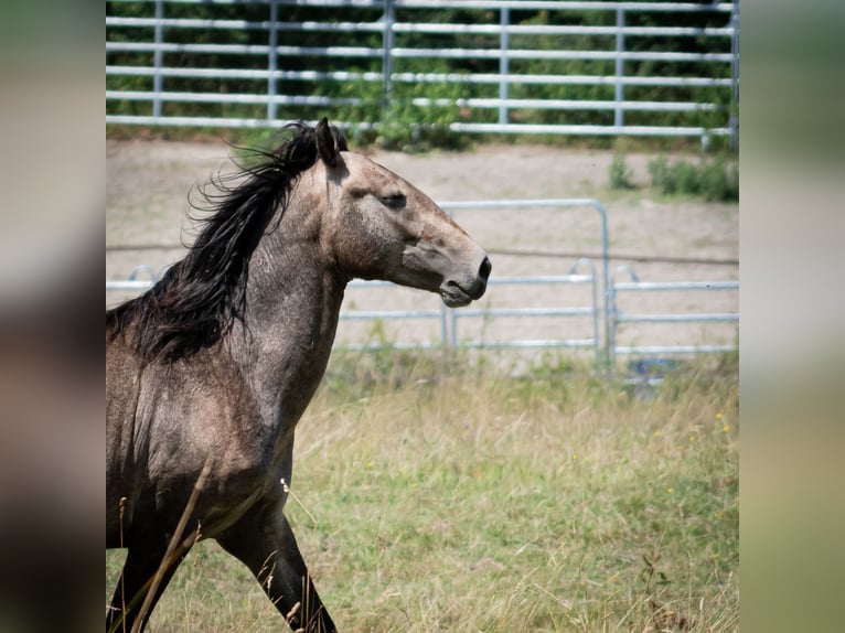 Berber Stallion 2 years 14,3 hh Gray-Fleabitten in Go&#xE9;