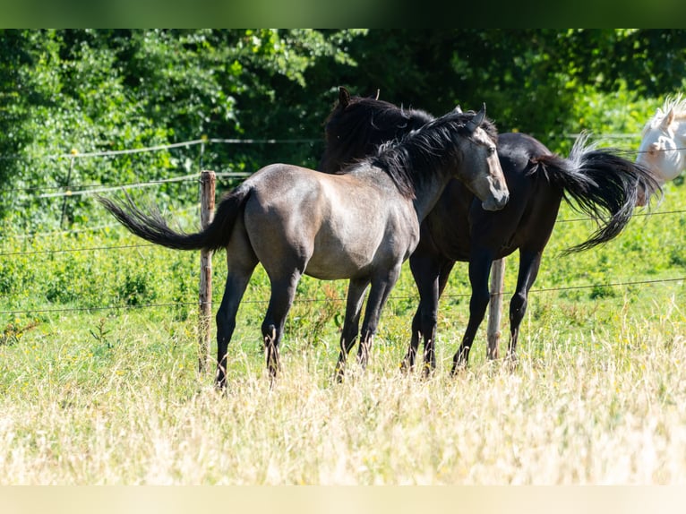 Berber Stallion 2 years 14,3 hh Gray-Fleabitten in Go&#xE9;