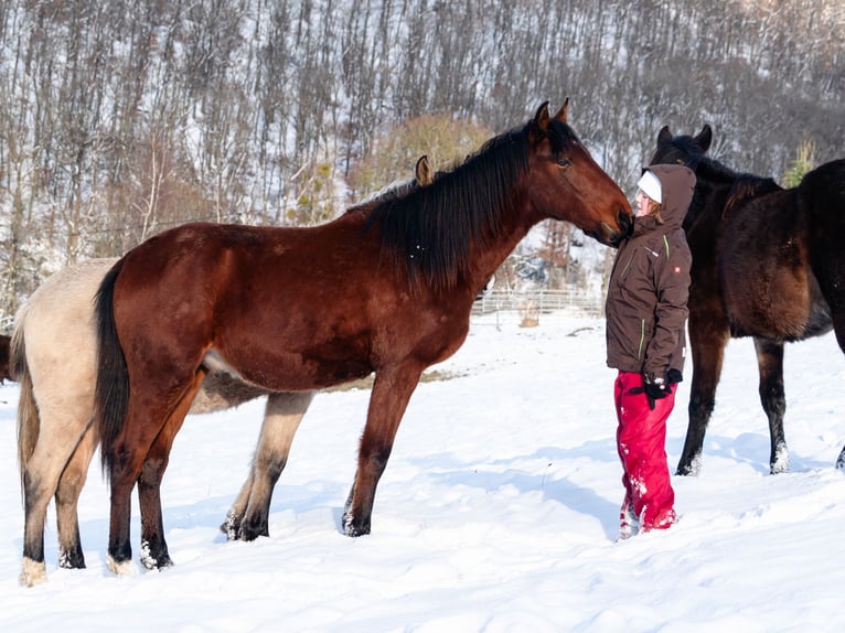 Berber Stallion 2 years 15.1 hh Brown in Goé